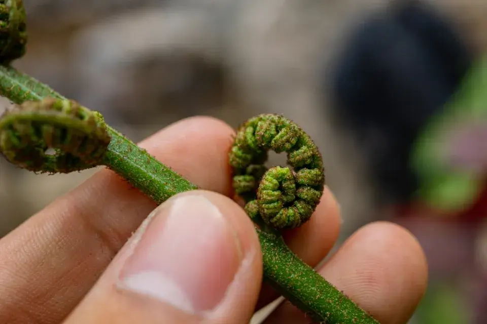 Hasivka orličí (Pteridium aquilinum)