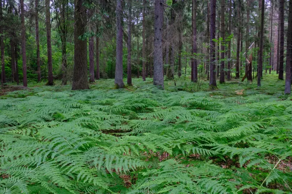 Hasivka orličí (Pteridium aquilinum)