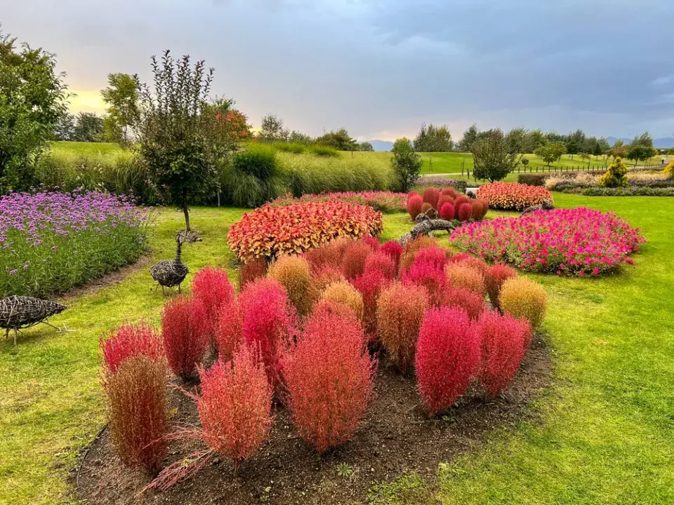 Bytel metlatý nebo i metlovitý (Bassia scoparia, syn. Kochia scoparia)