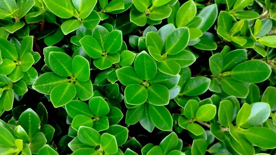 Zimostráz malolistý (Buxus microphylla), v létě bývají listy tmavě zelené