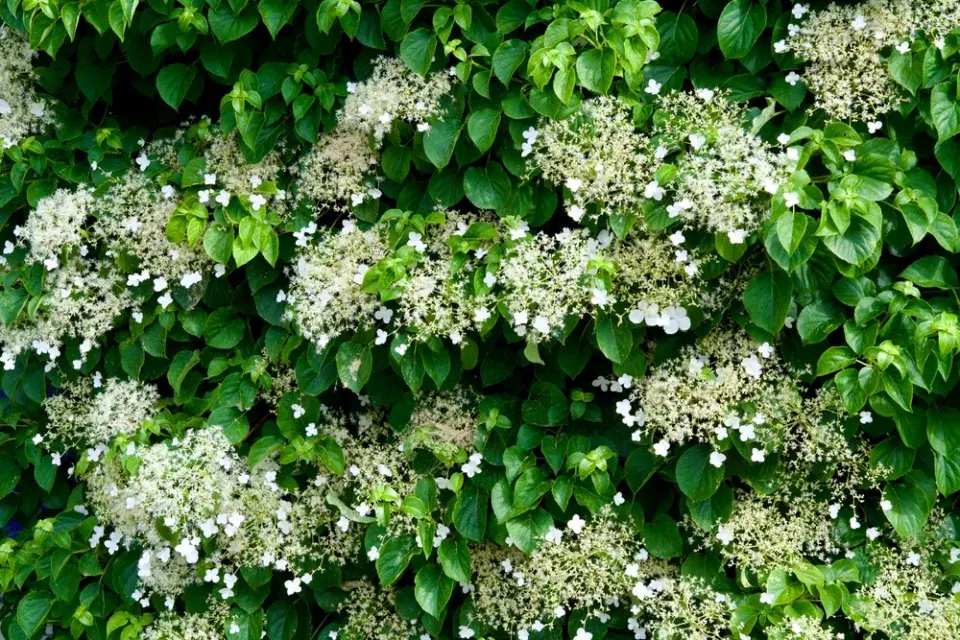 Hortenzie řapíkatá či hortenzie pnoucí (Hydrangea petiolaris)