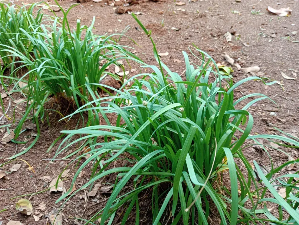 česnekopažitka vypadá jako tráva