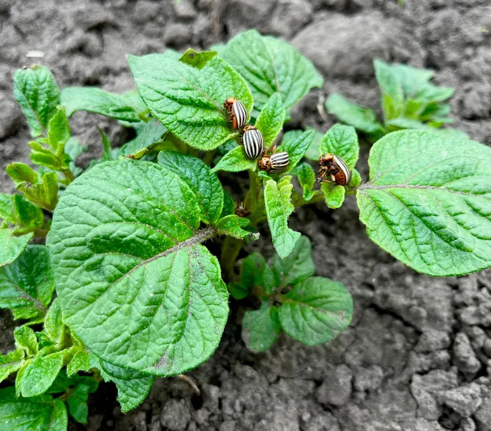 mandelinka na vzcházejících bramborách