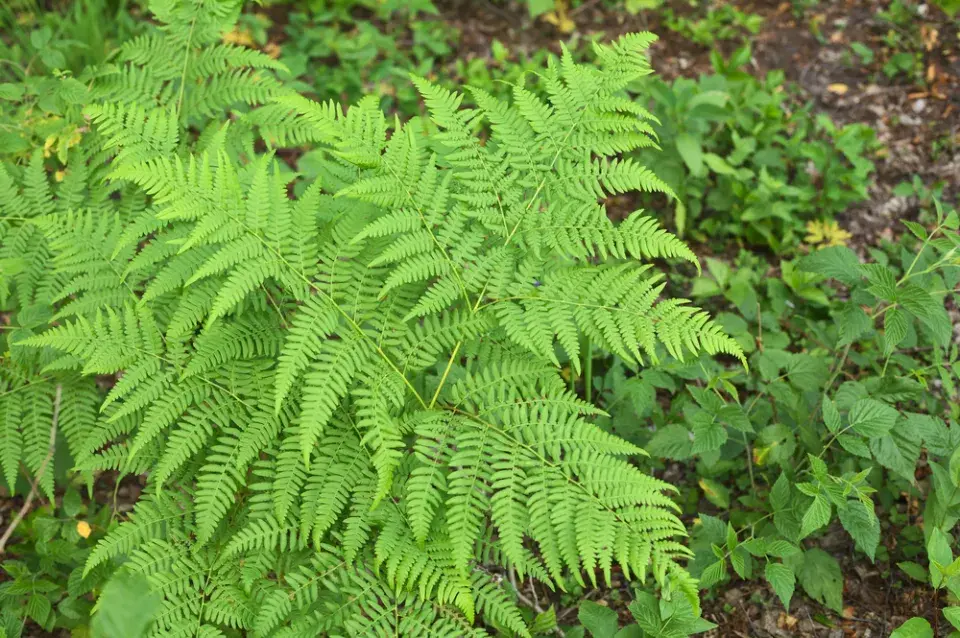 Hasivka orličí (Pteridium aquilinum)