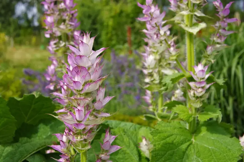 Šalvěj muškátová (Salvia sclarea)