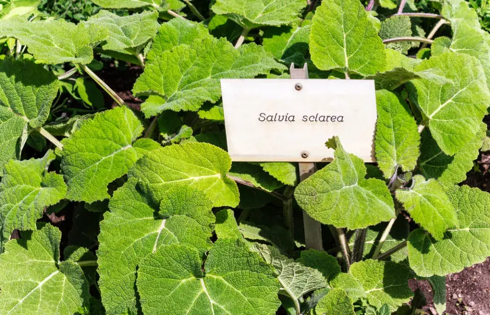 Šalvěj muškátová (Salvia sclarea)