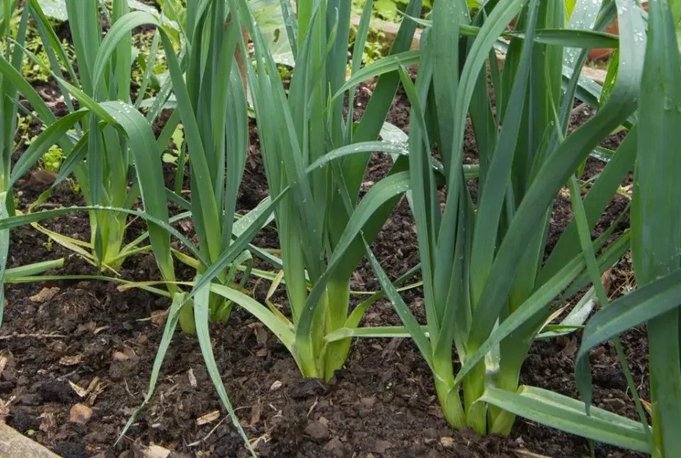 Vytrvalý pórek (Allium ampeloprasum)