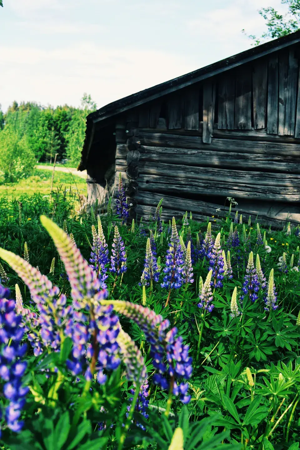 Lupina neboli vlčí bob