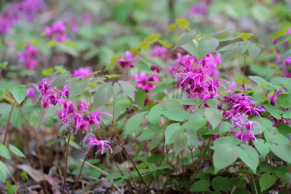 Škornice velkokvětá (Epimedium grandiflorum)