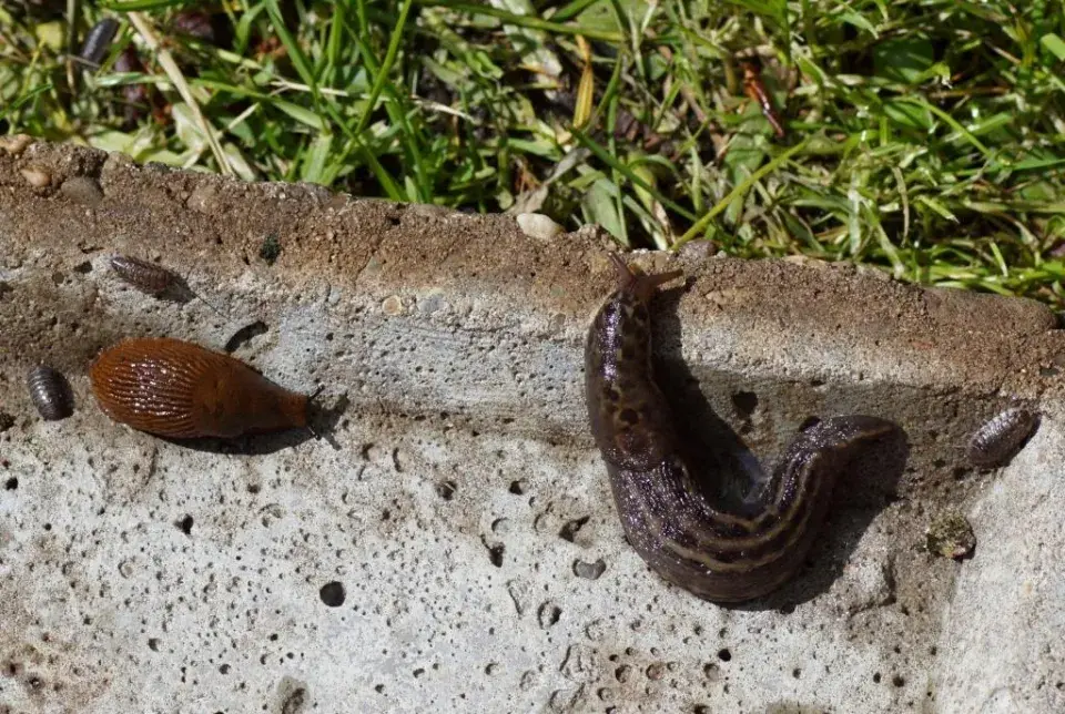 Slimák největší (Limax maximus)  a plzák španělský (Arion vulgaris)