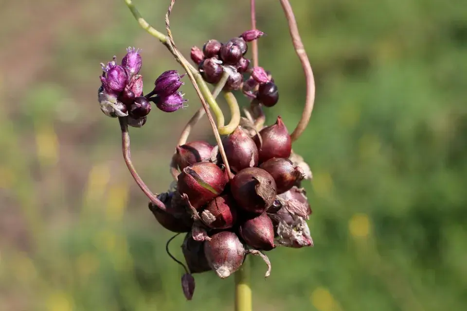 Česnek ořešec (Allium scorodoprasum)