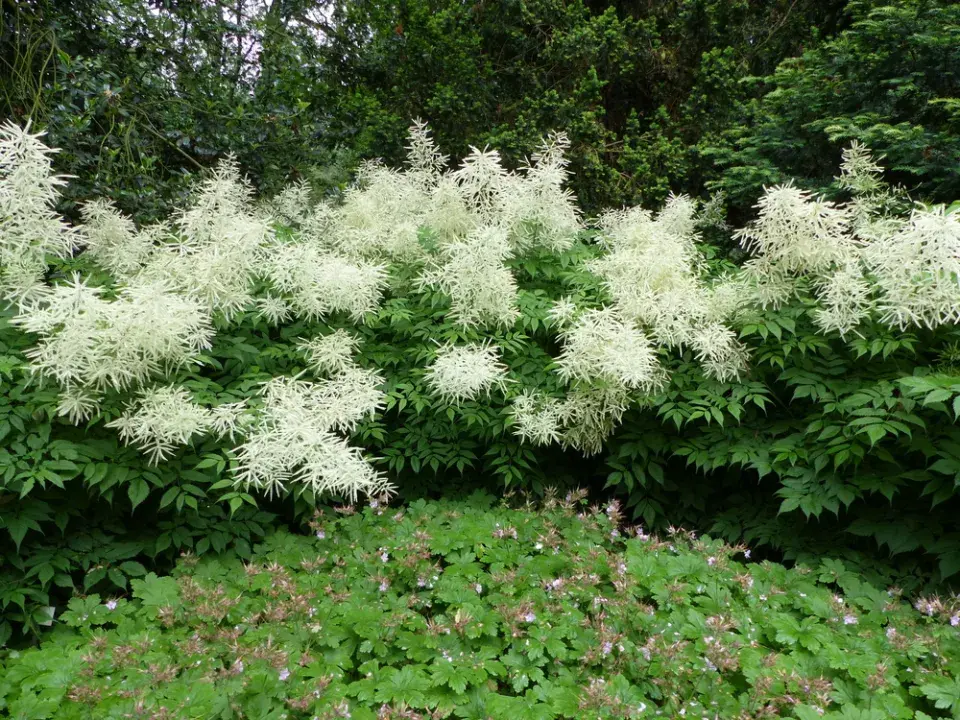 Udatna (Aruncus)