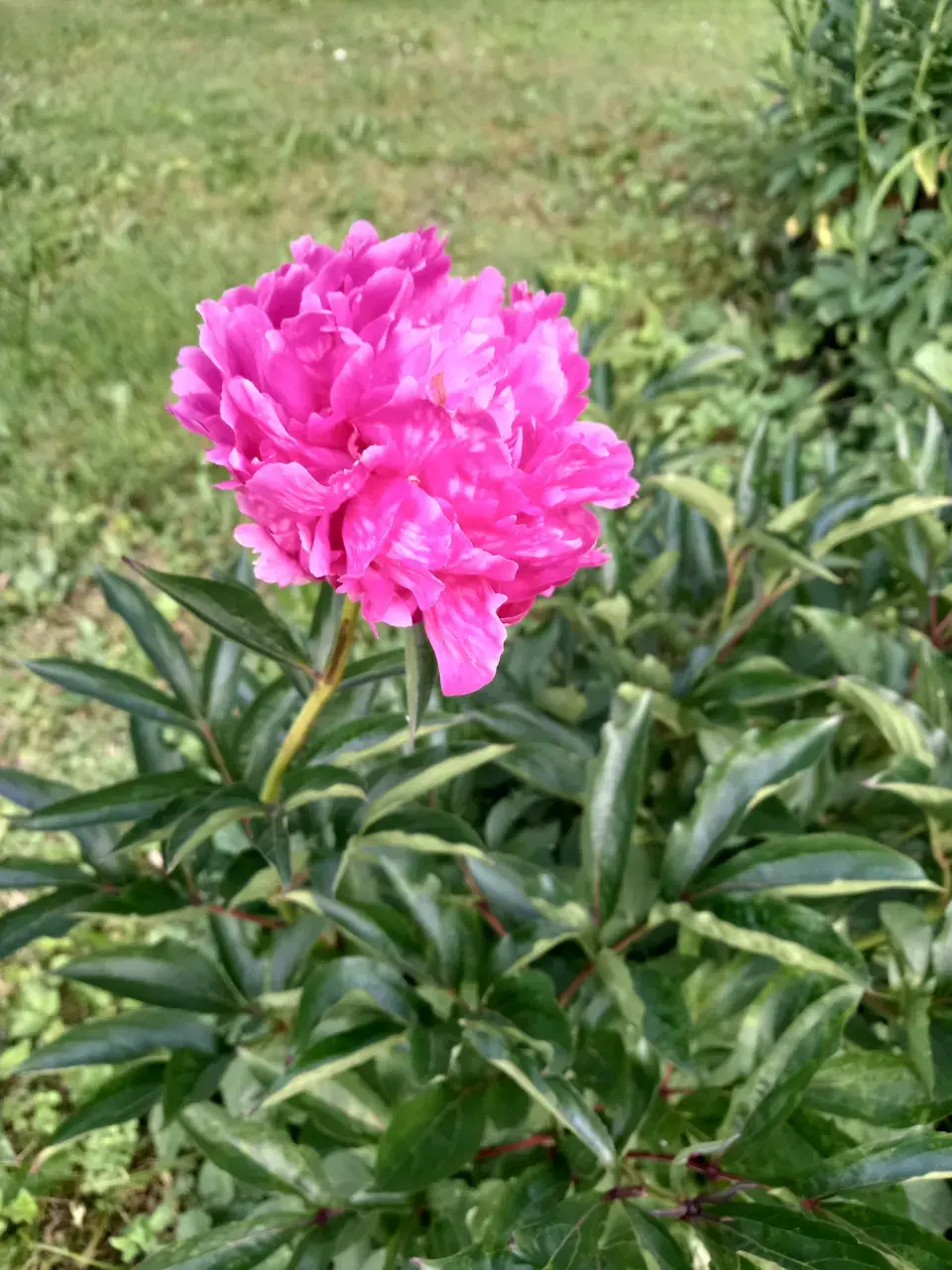 Návštěva rodné zahrady  Věry Martinové a její sestry Lenky Slavíkové