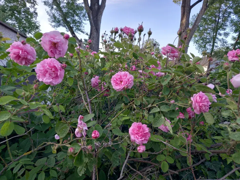 Návštěva rodné zahrady u Věry Martinové  její sestry Lenky Slavíkové