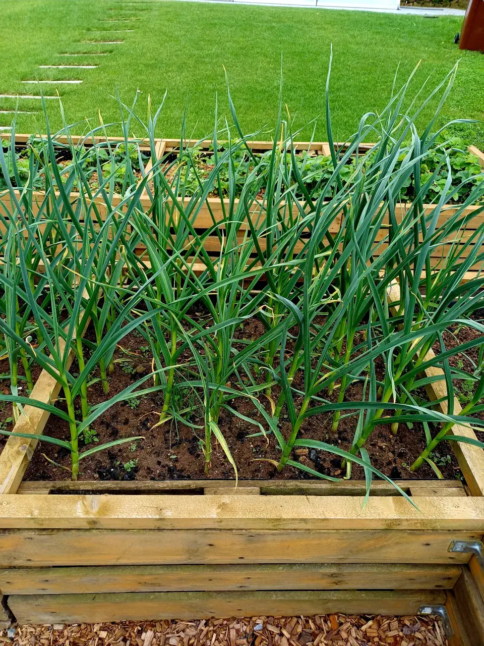 Pěstovat česnek lze i ve vyvýšených záhonech