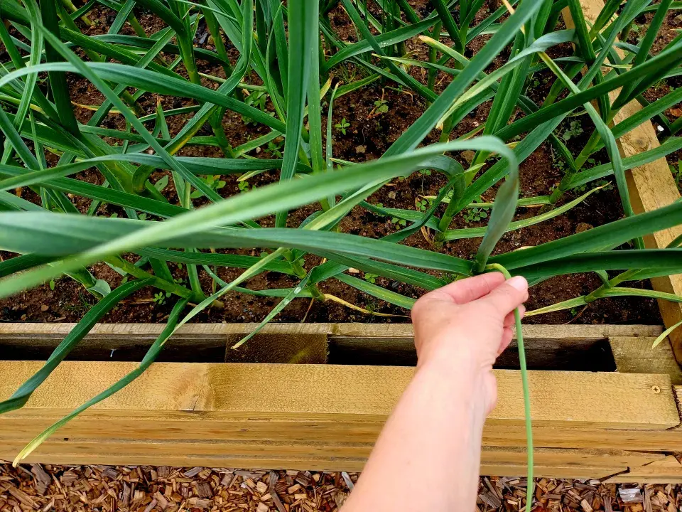 Vyštipování stvolů česneku