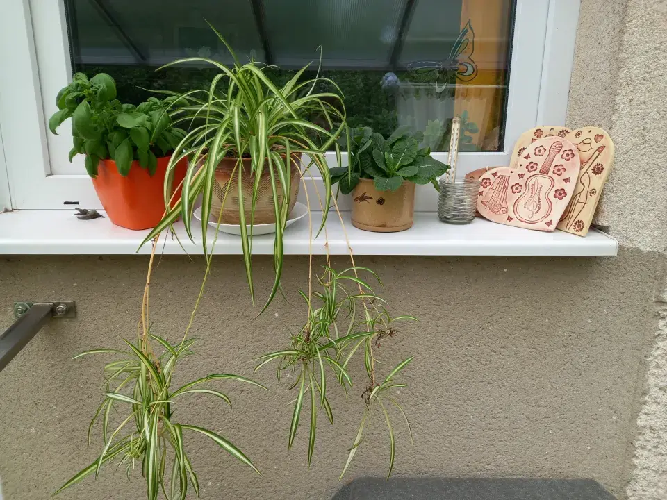 Návštěva rodné zahrady  Věry Martinové a její sestry Lenky Slavíkové