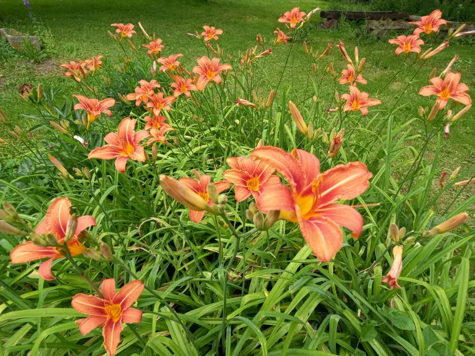 Návštěva rodné zahrady  Věry Martinové a její sestry Lenky Slavíkové