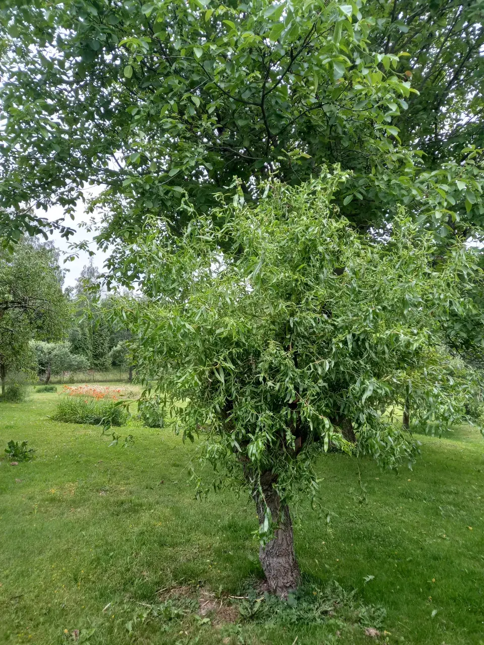 Návštěva rodné zahrady  Věry Martinové a její sestry Lenky Slavíkové