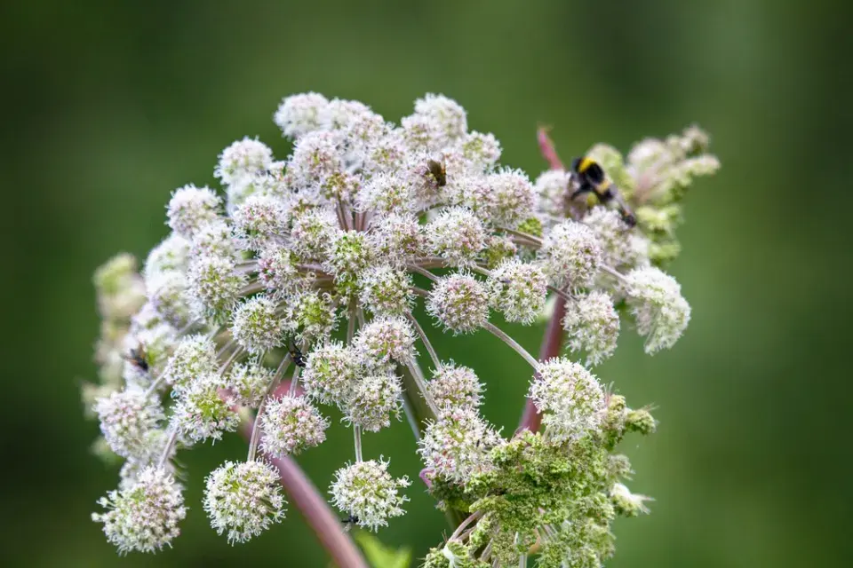 Andělika lékařská (Archangelica officinalis)