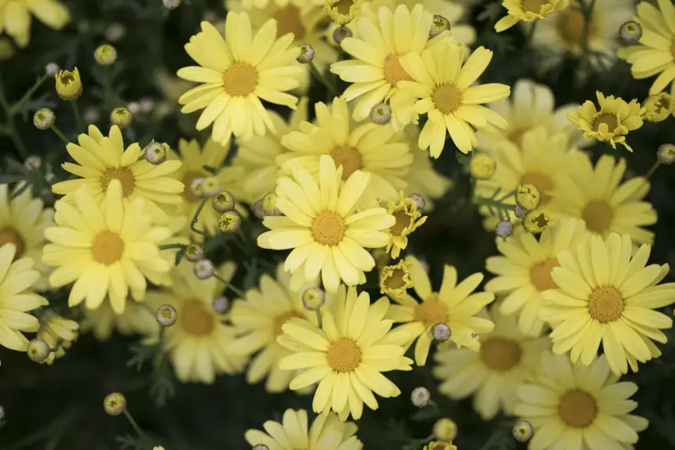 Kopretina pařížská (Argyranthemum frutescens)