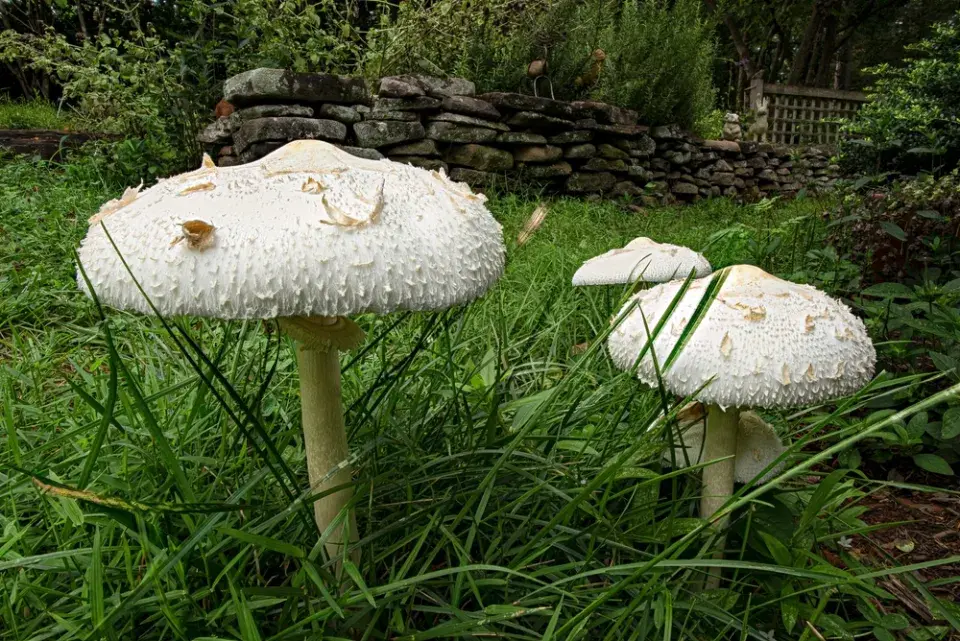 Bedla zahradní (Chlorophyllum brunneum)