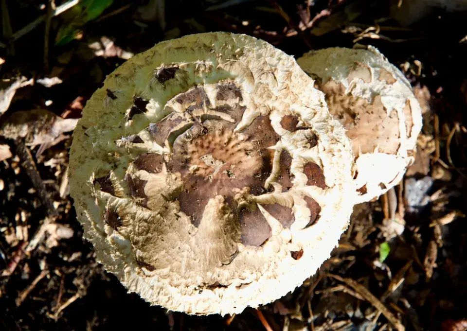Bedla zahradní (Chlorophyllum brunneum)