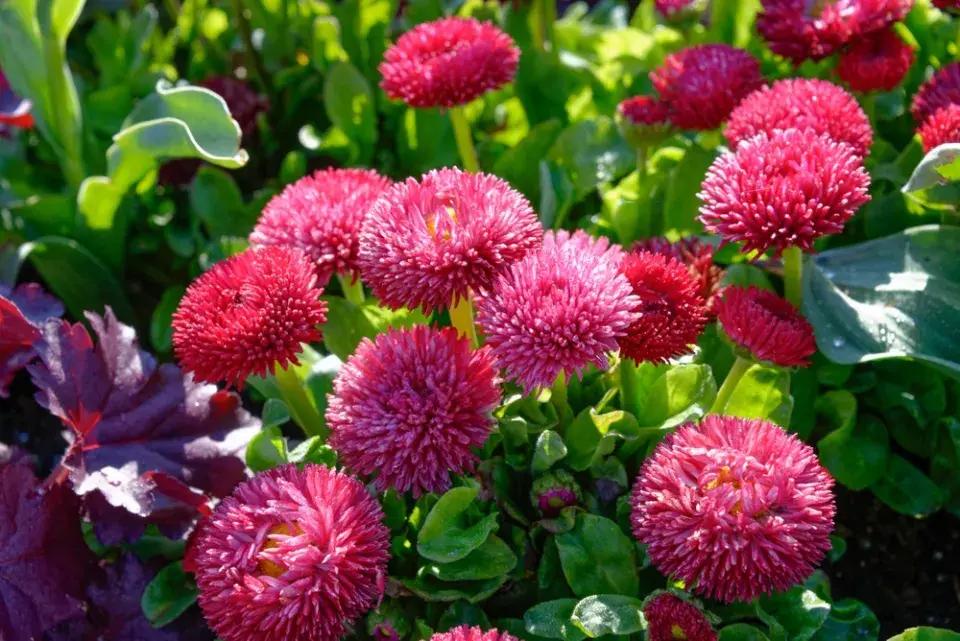 Sedmikráska (Bellis)