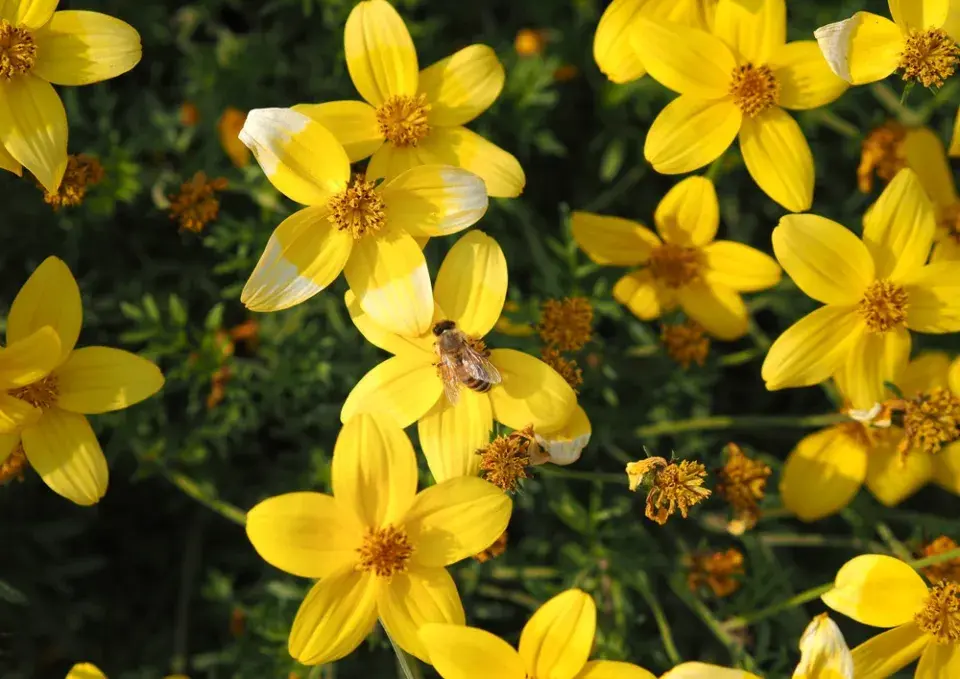 Dvojzubec (Bidens aurea)
