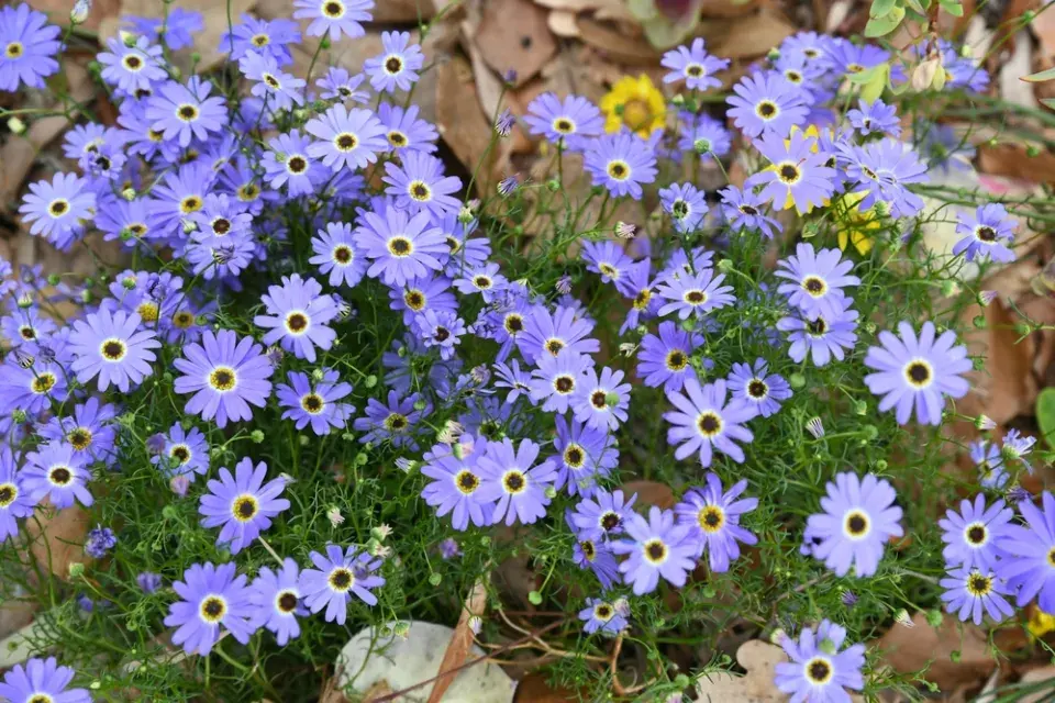 Všelicha iberkolistá (Brachyscome iberidifolia)