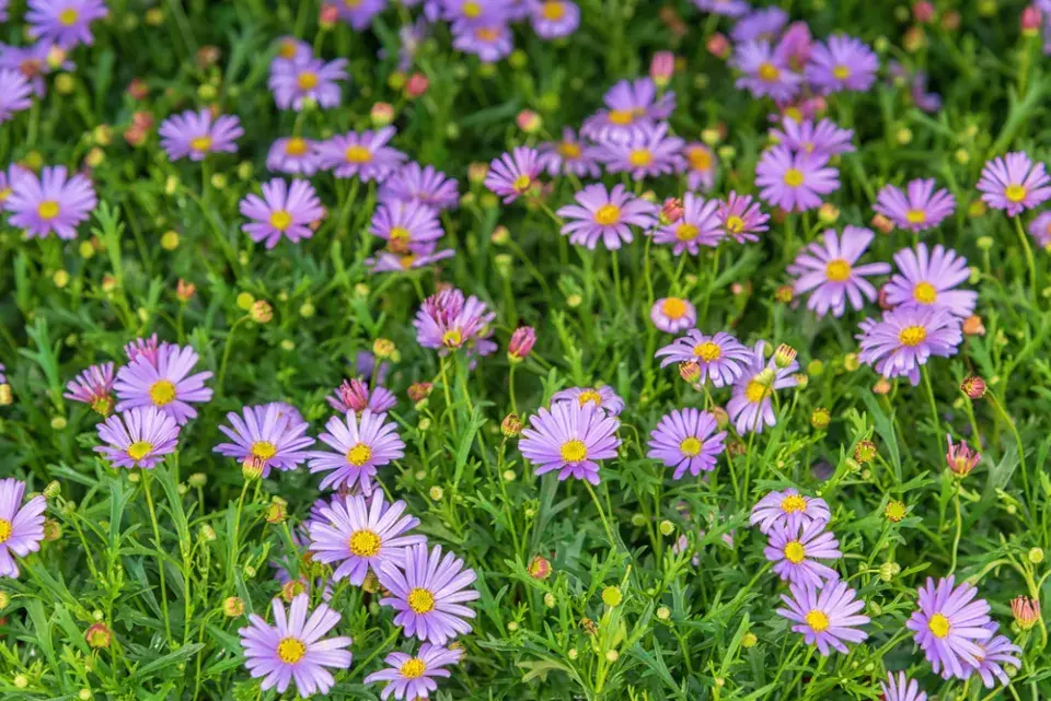 Všelicha iberkolistá (Brachyscome iberidifolia)