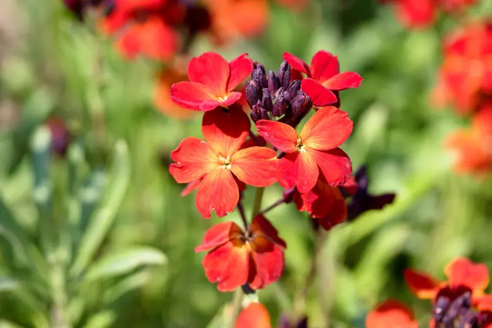 Chejr vonný (Cheiranthus cheiri)