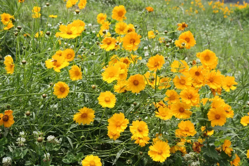 Krásnoočko různolisté (Coreopsis basalis) 