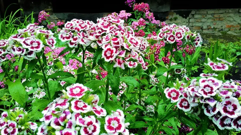 Hvozdík bradatý, karafiát čínský (Dianthus barbatus)