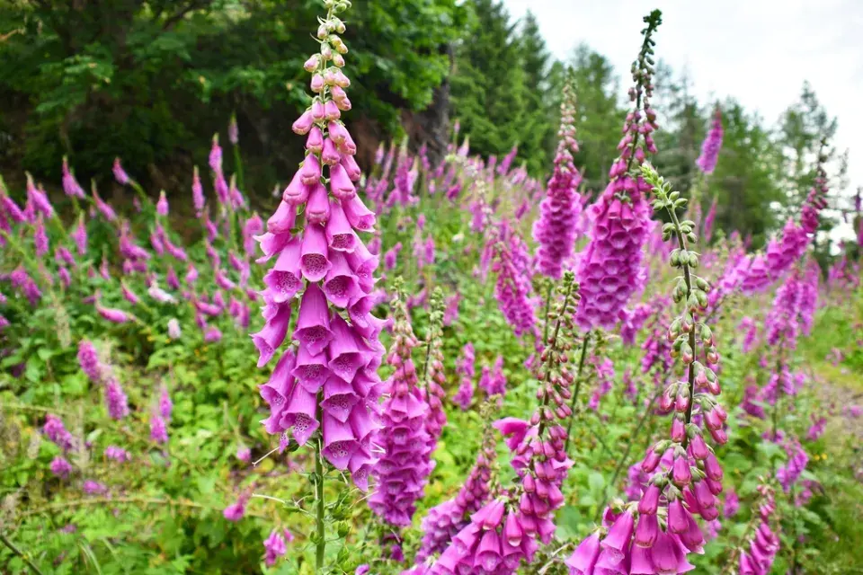 Náprstník (Digitalis)
