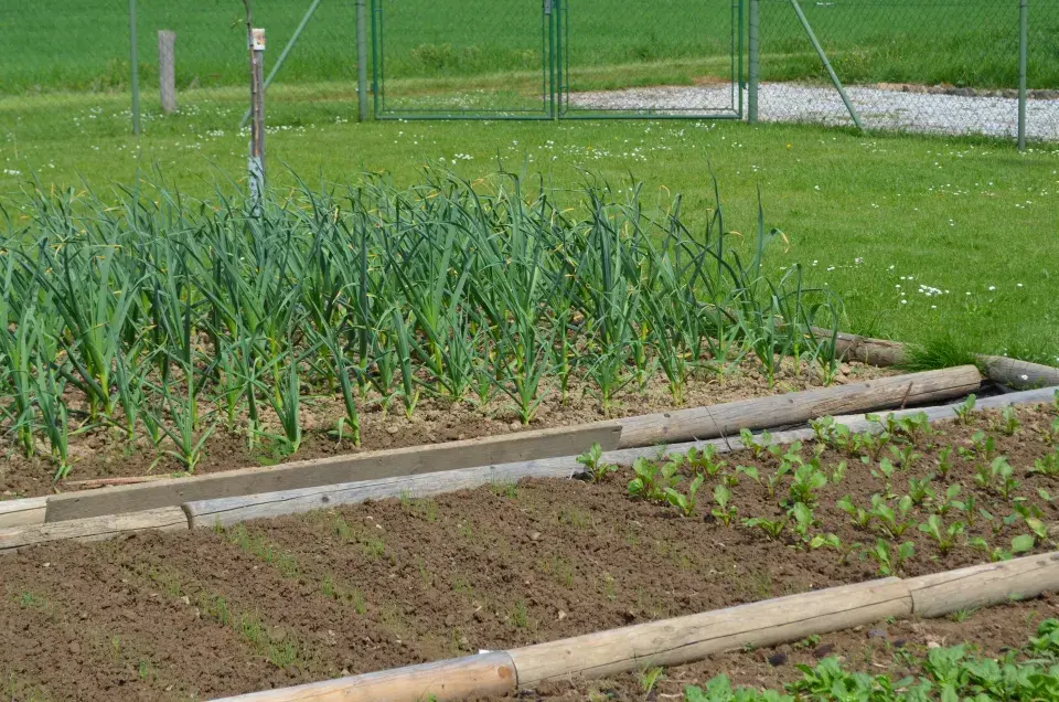 Česnek je častá zelenina, kterou zahrádkáři pěstují