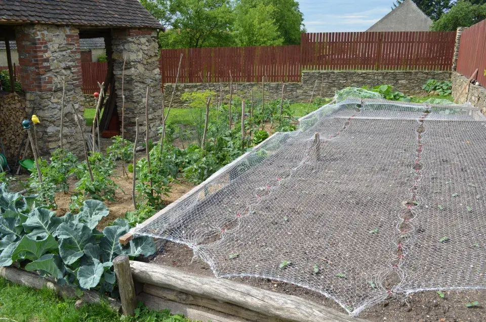 Sítě proti ptákům na záhoně