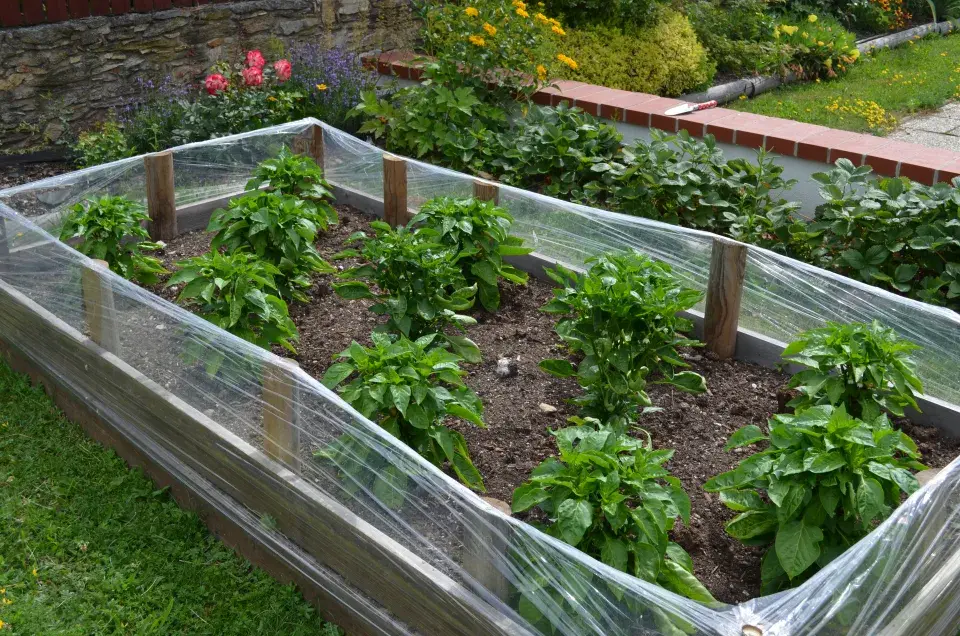 Závětří na papriky