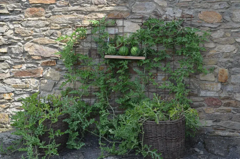 Síť pro popínavky