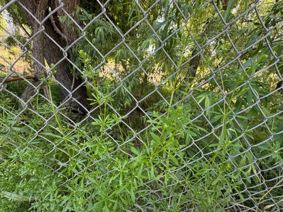 Svízel přítula (Galium aparine)