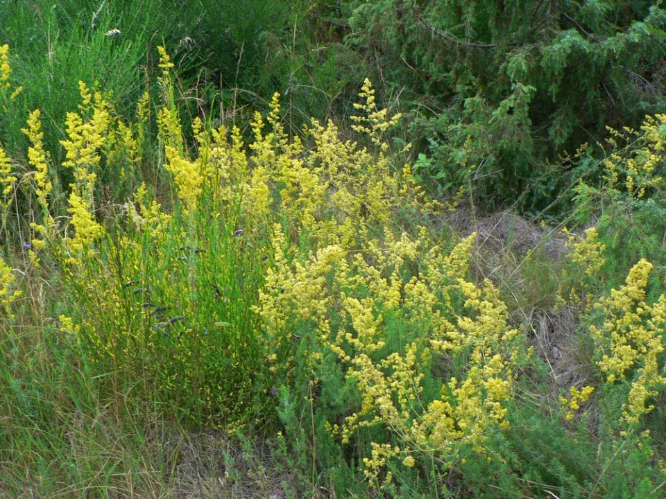 Svízel syřišťový (Galium verum)