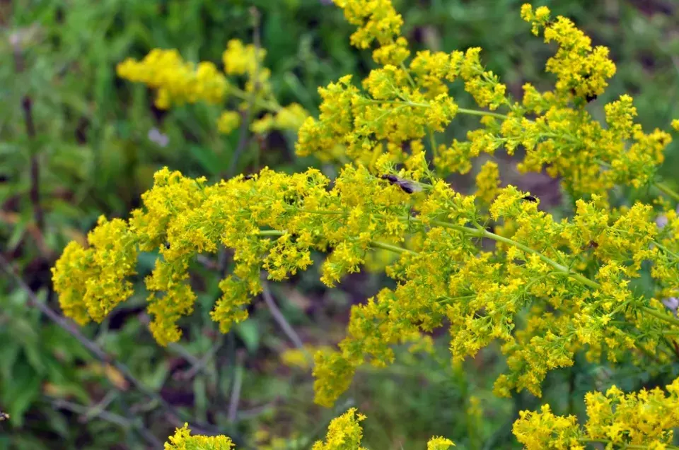 Svízel syřišťový (Galium verum)