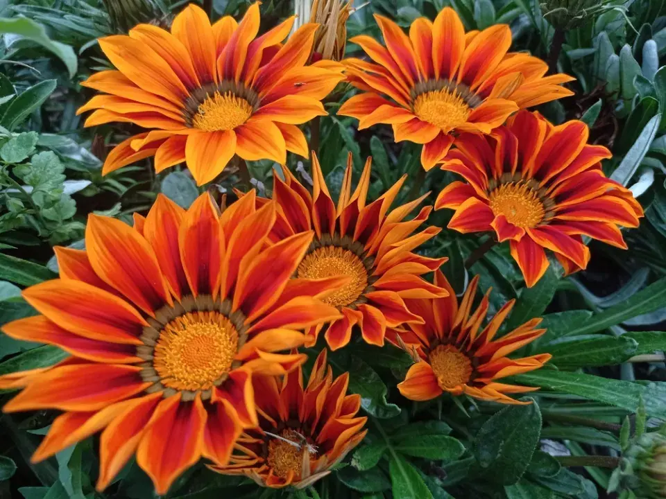 Gazánie zářivá (Gazania splendens)