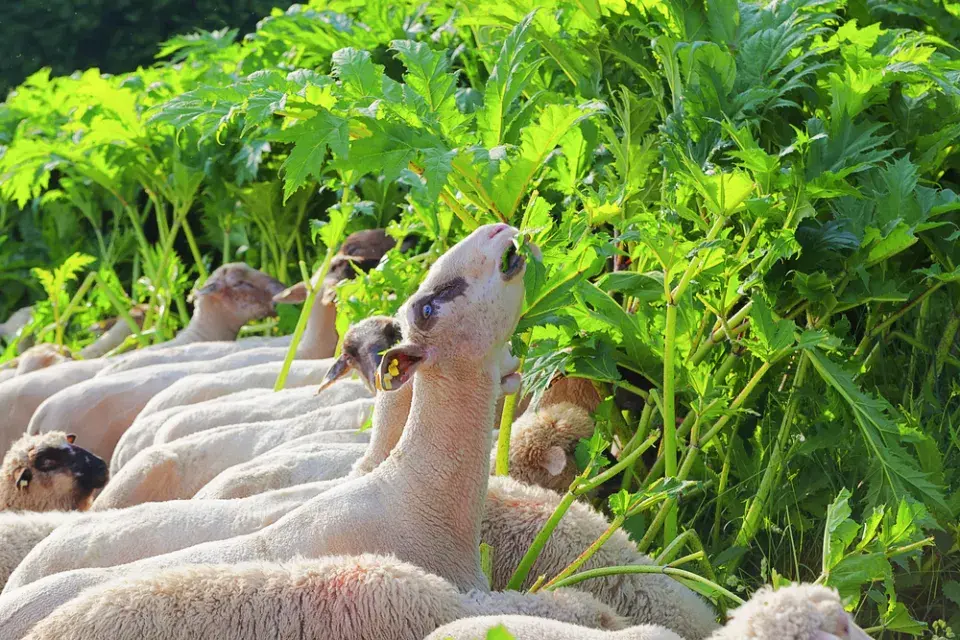 Bolševník velkolepý (Heracleum mantegazzianum)