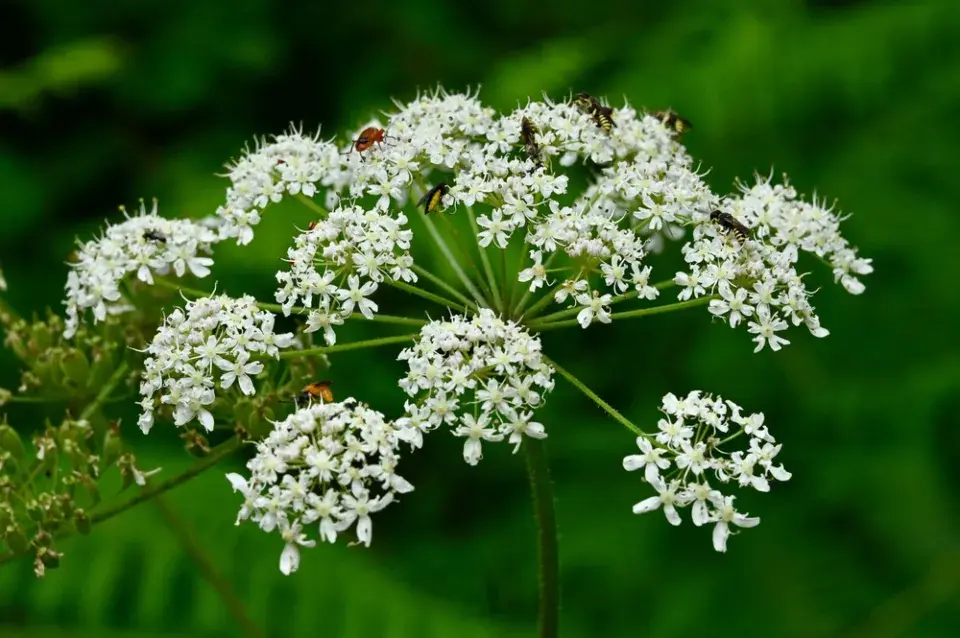 Bolševník obecný (Heracleum sphondylium)