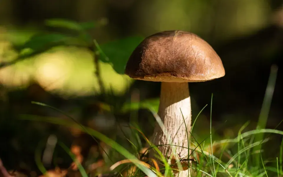 Hřib dubový (Boletus aestivalis)