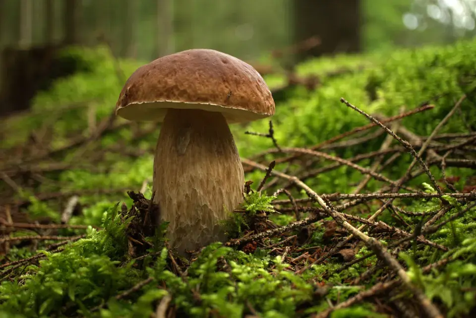 Hřib smrkový (Boletus edulis)