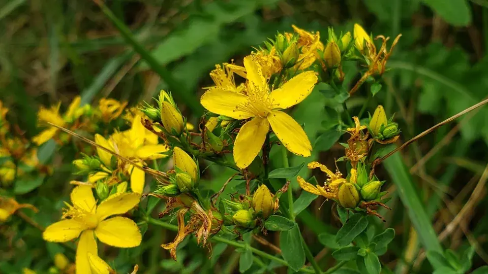 Třezalka tečkovaná (Hypericum perforatum)
