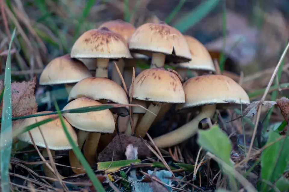 Třepenitka svazčitá (Hypholoma fasciculare)