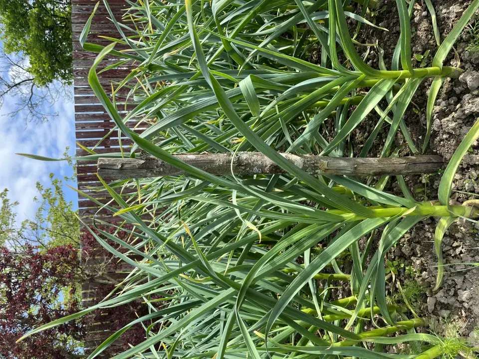Česnek roste do výšky až jednoho metru